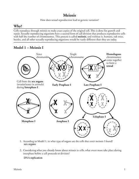 Meiosis pogil - Meiosis Pogil Answers - Worksheet..... Biology. Assignments. 100% (9) Comments. Please sign in or register to post comments. Students also viewed. Penguin+Populations+Over+Time; 14 - Huuhh ... POGIL - The Cell Cycle Worksheet. Biology 100% (34) 6. Pogil Prokaryotes v Eukaryotes. Biology 96% (54) 4. …